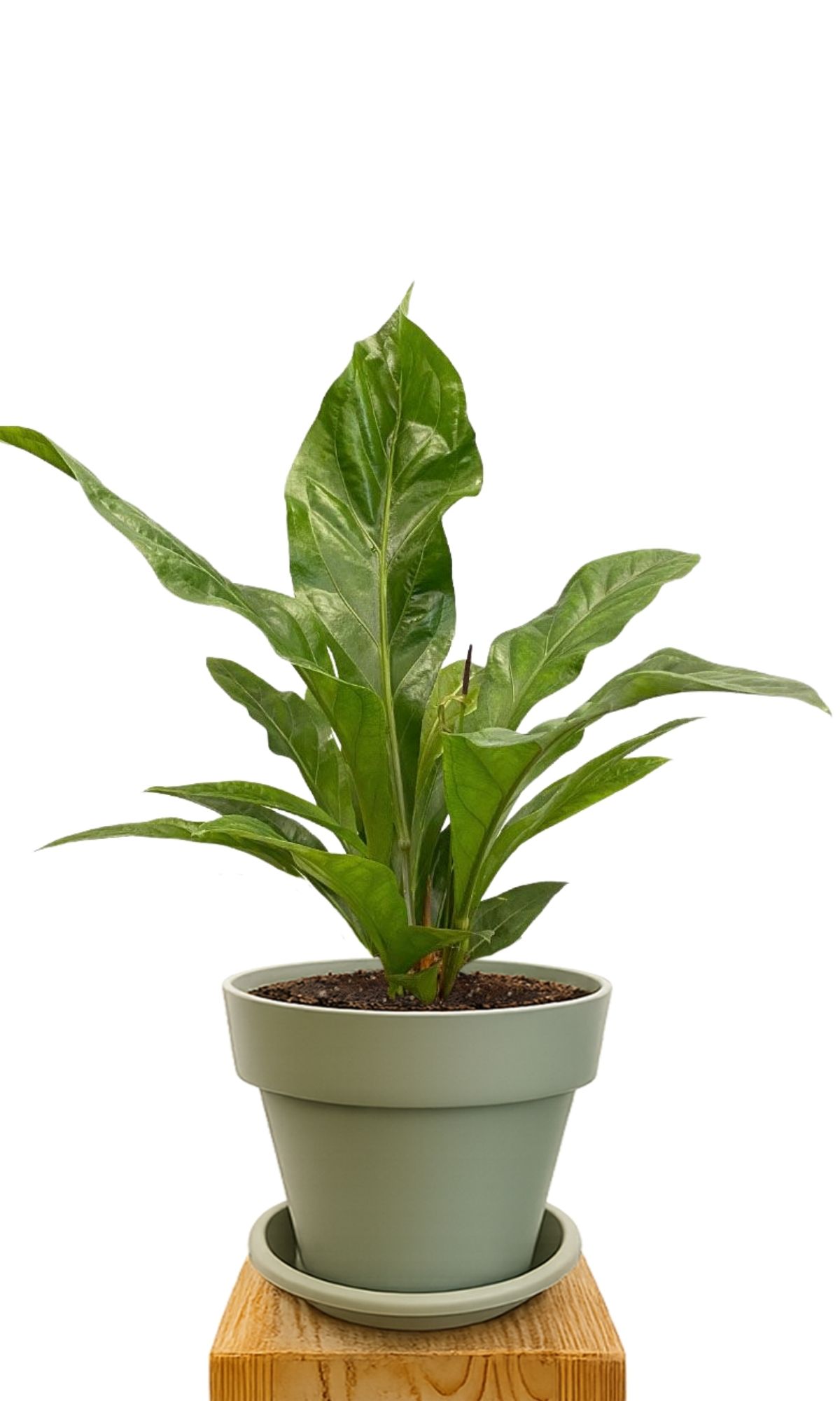 Kit de plantation 30 Vert
